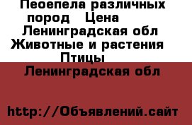 Пеоепела различных пород › Цена ­ 300 - Ленинградская обл. Животные и растения » Птицы   . Ленинградская обл.